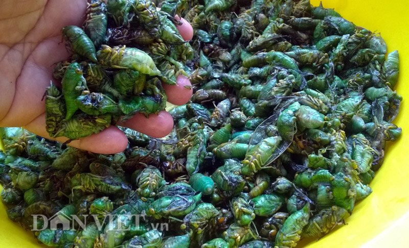 ĐỐT ĐÈN BAN ĐÊM BẮT NHỘNG VE SẦU – MÓN ĐẶC SẢN MIỀN TÂY